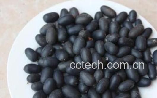 石莲子的功效与作用及药用价值-0