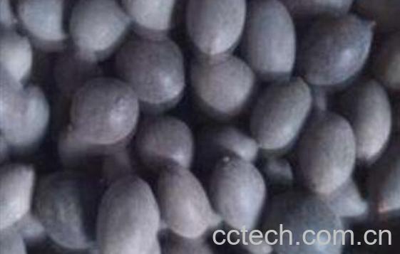 石莲子的功效与作用及药用价值-1