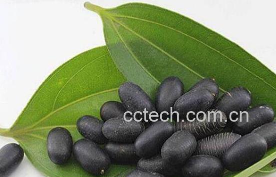 双肾子的功效与禁忌-1