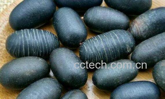 双肾子的功效与禁忌-0