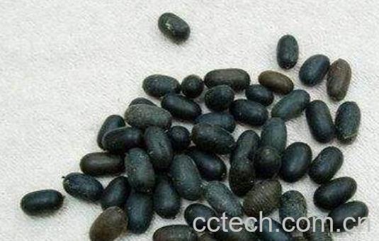 苦石莲子的功效与作用-1