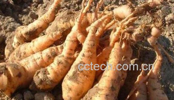 生地黄的功效与作用及副作用-0