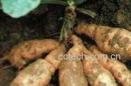 生地黄和熟地黄的区别-1