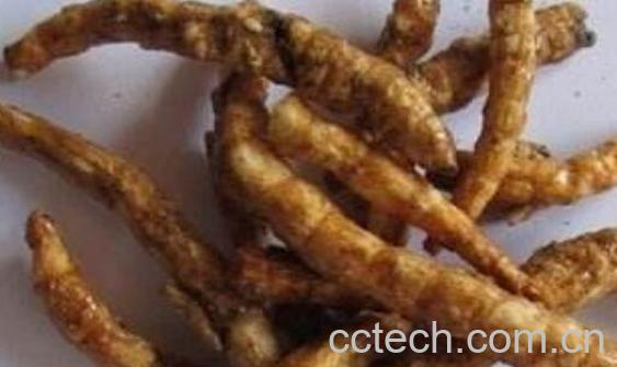 藏雪参的中医功效与作用-1