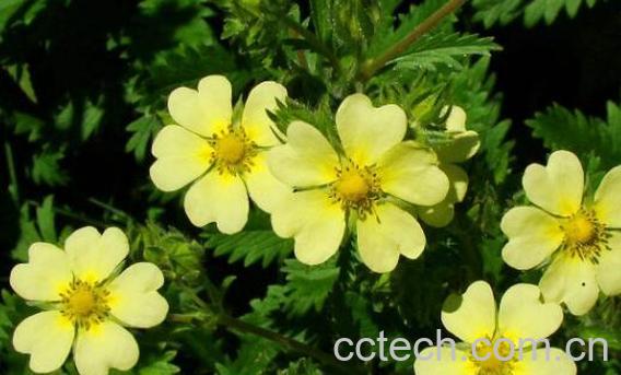 委陵菜的功效与作用 什么叫委陵菜-0