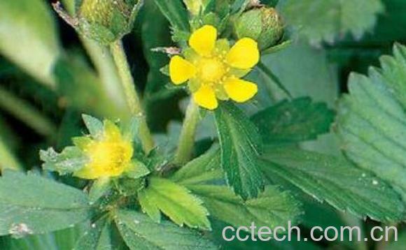 委陵菜的功效与作用 什么叫委陵菜-1