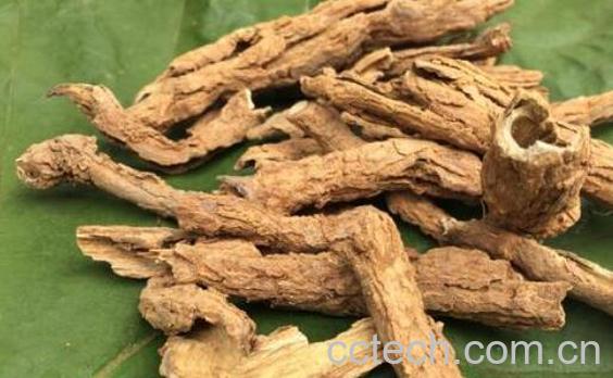 地骨皮泡水喝的功效-1