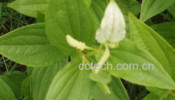 三白草的功效与作用及药用价值-1