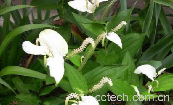 三白草的功效与作用及药用价值-0