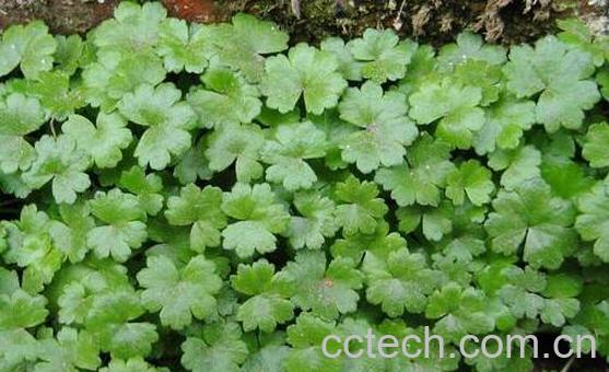 天胡荽的功效与作用及药用价值-0