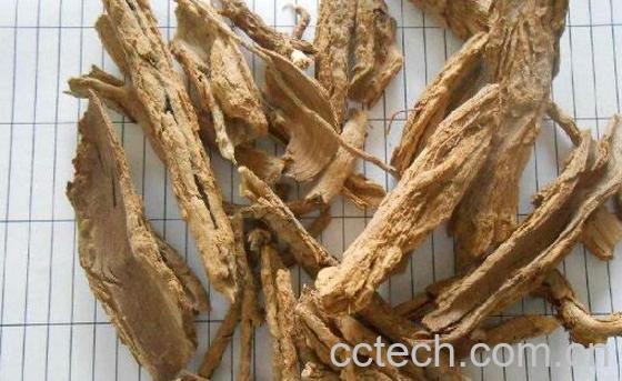 地骨皮的功效与作用 地骨皮的禁忌-0