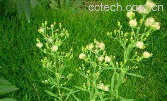 小飞蓬草的功效与作用及食用方法-0