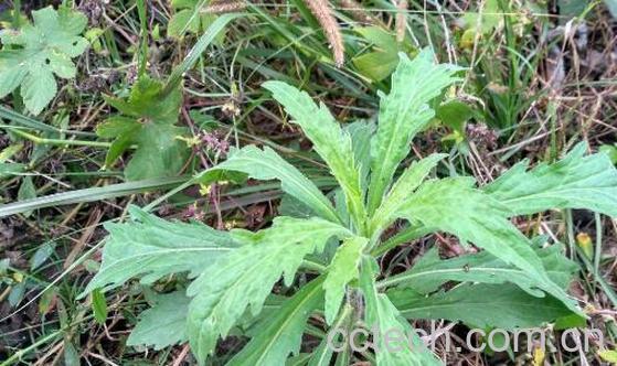 小飞蓬草的功效与作用及食用方法-1
