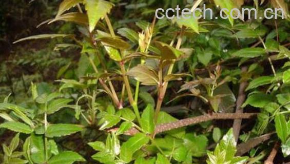 金丝苦练是什么 金丝苦练的功效与作用-0