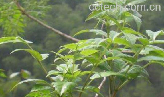 金丝苦练的功效与作用-1