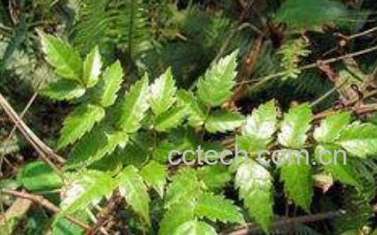 金丝苦练的功效与作用-0