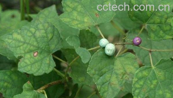 金丝苦练是什么 金丝苦练的功效与作用-1