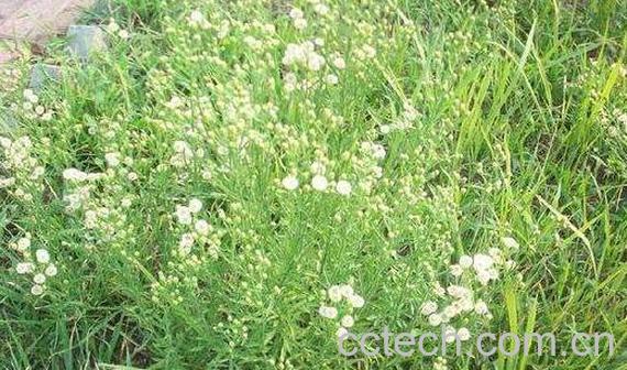 大飞蓬和小飞蓬的区别 飞蓬草的功效与作用-1