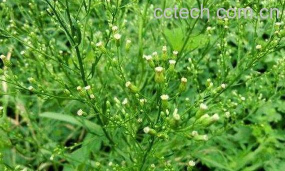 小飞蓬草的功效与作用-0