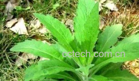 小飞蓬草煮水洗澡的功效 小飞蓬草的药用价值-1