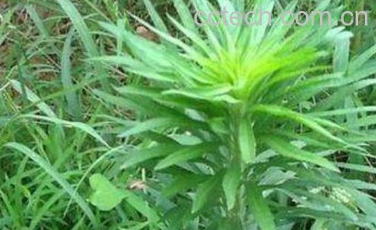 小飞蓬草煮水洗澡的功效 小飞蓬草的药用价值-0