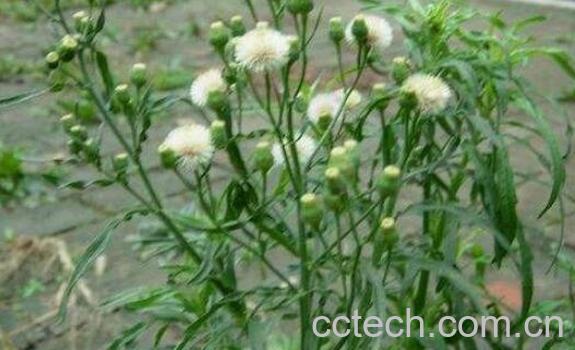 小飞蓬的功效与作用 小飞蓬的药用价值-0