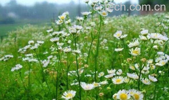 小飞蓬的功效与作用 小飞蓬的药用价值-1