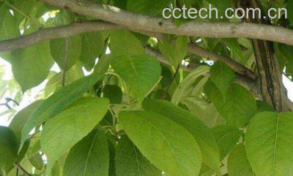 通脱木和八角金盘区别-0