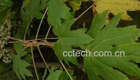 通脱木和八角金盘区别-1