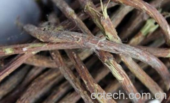 何首乌藤怎么吃 何首乌藤的食用方法-1