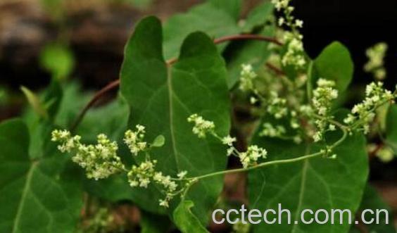 何首乌藤洗头的功效与作用 如何用何首乌藤洗头-0