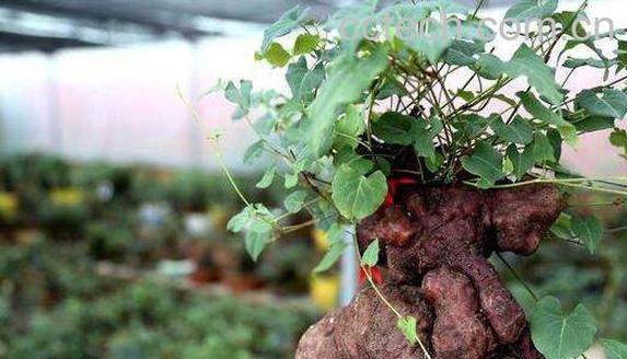 何首乌藤洗头的功效与作用 如何用何首乌藤洗头-1