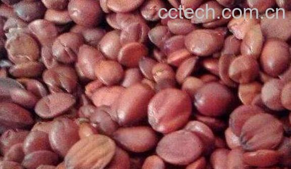 酸枣仁粉正确食用方法 酸枣仁粉正确泡水方法-1