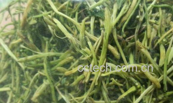 土银花和金银花的区别 金银花的功效-0