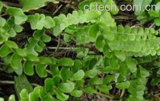 金钱草泡水喝的功效与禁忌-0