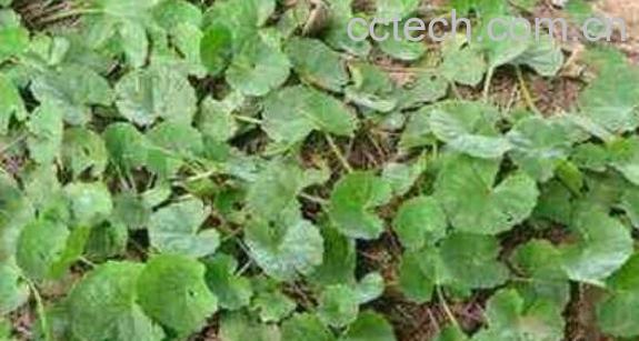 金钱草泡水喝的功效与禁忌-1