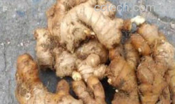 土姜是什么 土姜的功效与作用-1