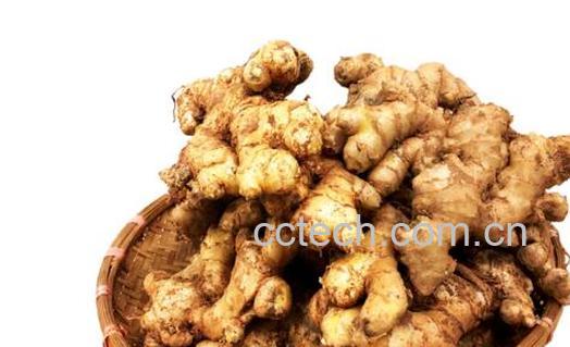 土姜是什么 土姜的功效与作用-0