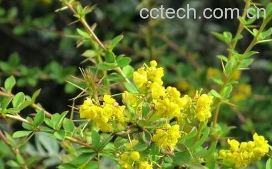 土黄连的功效与作用-1