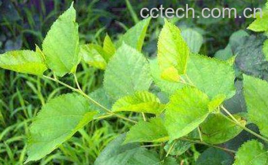 木黄连的功效与作用-0