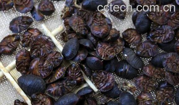 土鳖虫的功效与作用 土鳖虫的副作用-0