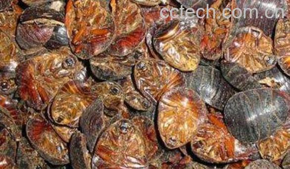 土鳖虫的功效与作用 土鳖虫的副作用-1