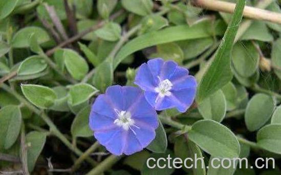 中药土丁桂的功效与作用-1