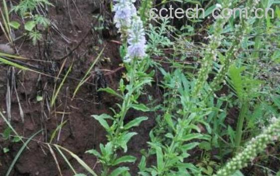 追风草煮水有什么功效-1