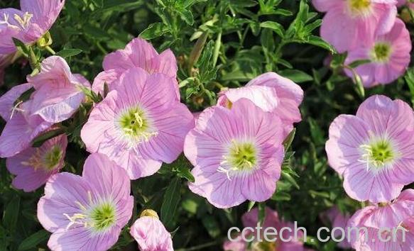 月见草对女性的功效 月见草食用方法-1