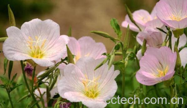 月见草对女性的功效 月见草食用方法-0
