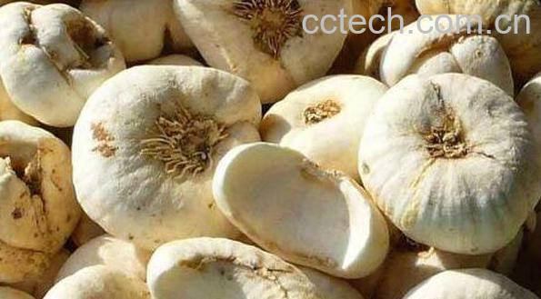 土贝母的功效与副作用-0