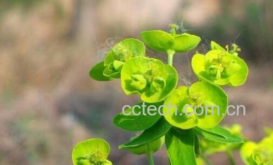 猫眼草的功效与作用及药用价值-0