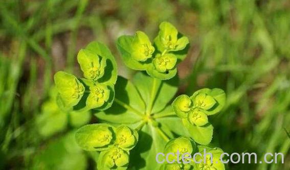 猫眼草的功效与作用及药用价值-1