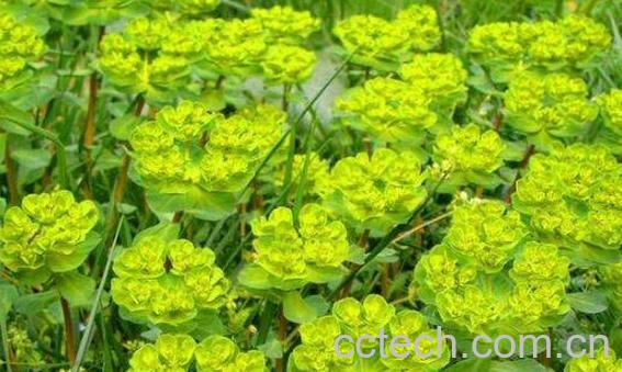 猫眼草泡水喝的功效与禁忌-0